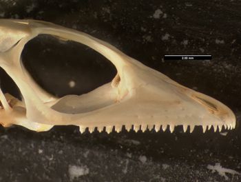 Media type: image;   Herpetology R-171407